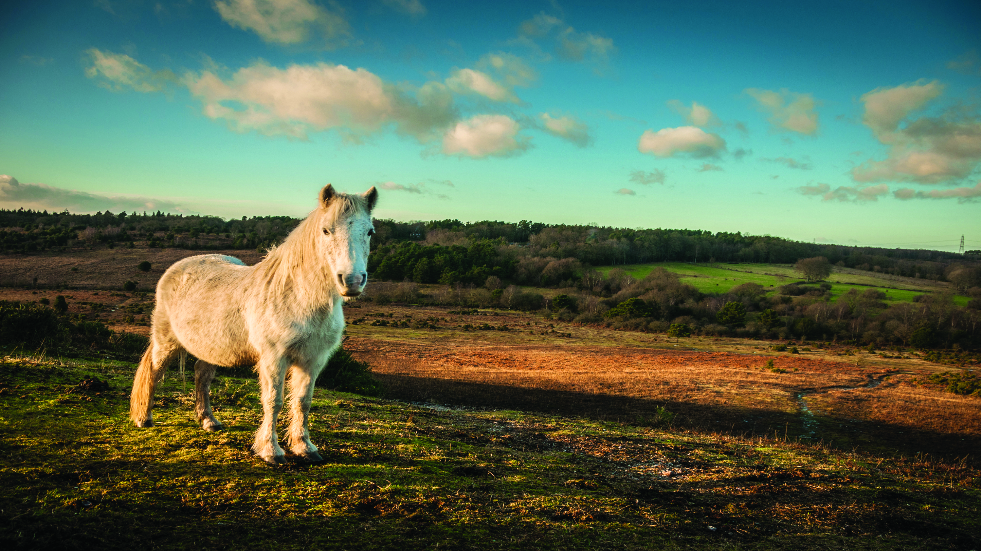 Best walks in the New Forest